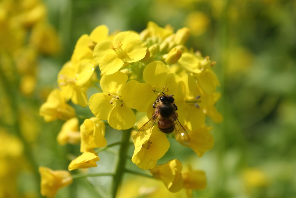 Honey bee on yellow mustard flower